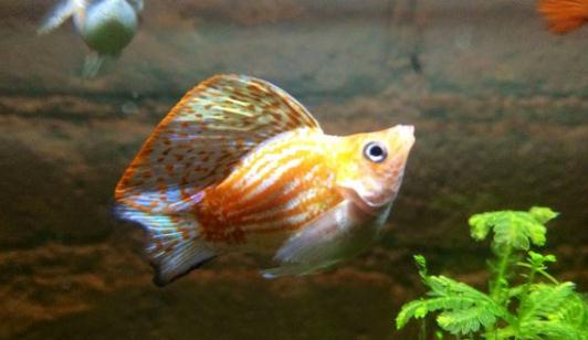 瑪麗魚的品種介紹-瑪麗魚怎么樣?