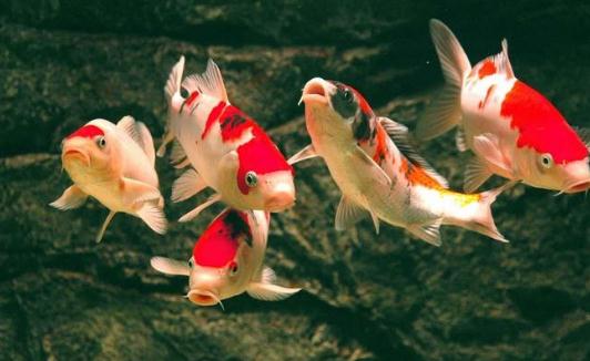 錦鯉魚的風水學應用有哪些?