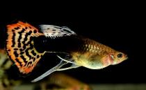 鳳尾魚有哪些風水學應用？鳳尾魚的魚缸如何擺放？