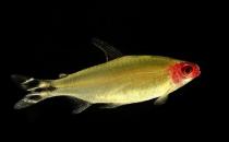 紅鼻剪刀怎么樣？紅鼻剪刀是什么魚？