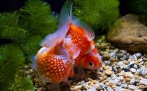 金魚的家居風水應用有哪些？