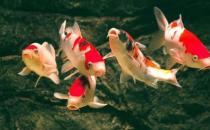 錦鯉魚的風(fēng)水學(xué)應(yīng)用有哪些？