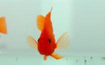 血鸚鵡的風水學應用有哪些？