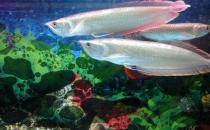 銀龍魚(yú)怎么樣？銀龍魚(yú)有哪些品種？