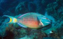 鸚哥魚的品種介紹-鸚哥魚是怎樣的？