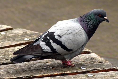 鴿子的營(yíng)養(yǎng)價(jià)值高 胃熱者不宜食用鴿子