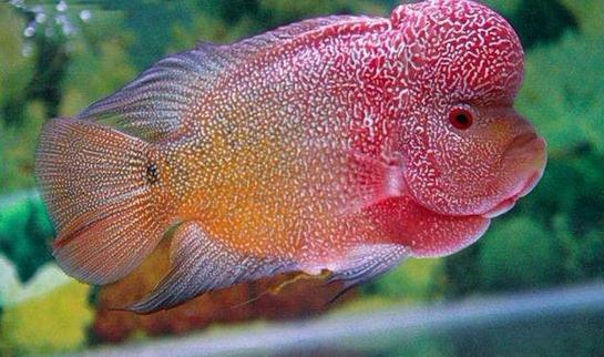 彩鯛的簡介-彩鯛怎么養?