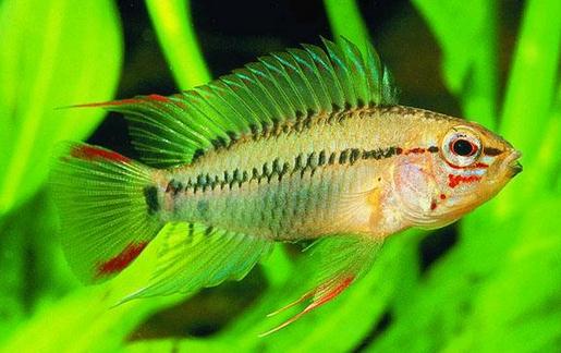 彩鰭短鯛是什么?彩鰭短鯛怎么鑒別?