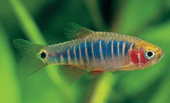 二線藍眼燈魚怎么繁殖?二線藍眼燈魚飼養(yǎng)環(huán)境