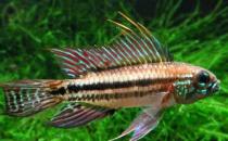 彩鰭短鯛怎么養？彩鰭短鯛怎么繁殖？