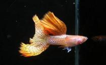 草尾孔雀魚對顏色的要求-草尾孔雀魚是怎樣的？