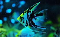 大神仙魚(yú)的簡(jiǎn)介-大神仙魚(yú)怎么養(yǎng)？
