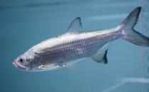 大眼燈鳉的簡介-大眼燈鳉怎么養？