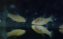 大眼燈鳉如何繁殖？大眼燈鳉的飼養環境