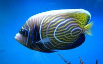 帝王藍魚的簡介-帝王藍魚怎么養？