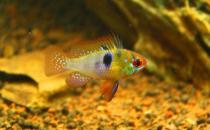 短鯛荷蘭鳳凰的簡介-短鯛荷蘭鳳凰的品種介紹