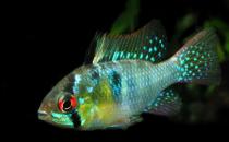 短鯛荷蘭鳳凰怎么養？短鯛荷蘭鳳凰飼養環境