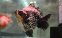 短尾琉金魚的簡介-短尾琉金魚怎么鑒賞？