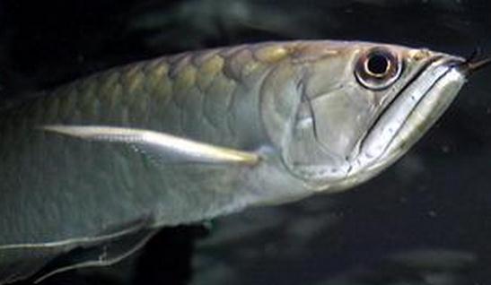 黑帶的飼料有哪些?黑帶的飼養環境