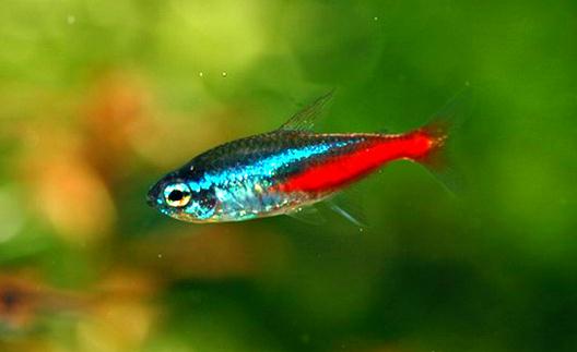 紅綠燈魚是怎樣的?紅綠燈魚的分布范圍