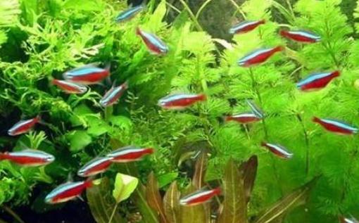 紅綠燈魚的飼養(yǎng)環(huán)境-紅綠燈魚怎么養(yǎng)？