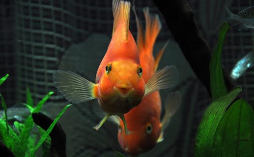 紅元寶魚是什么?紅元寶魚價格