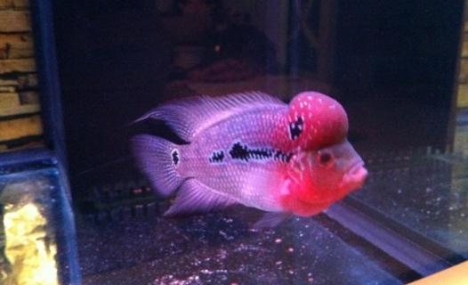 紅運當頭羅漢魚怎么養(yǎng)?紅運當頭羅漢魚價格