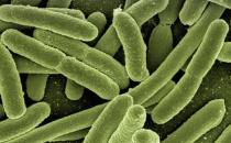 經常“潛伏”于食物中的細菌有哪些？如何預防？