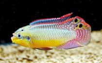 翡翠鳳凰短鯛的簡介-翡翠鳳凰短鯛怎么養？