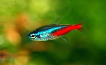 紅綠燈魚是怎樣的？紅綠燈魚的分布范圍