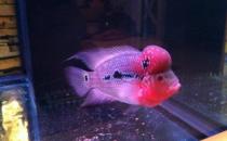 紅運(yùn)當(dāng)頭羅漢魚怎么養(yǎng)？紅運(yùn)當(dāng)頭羅漢魚價(jià)格