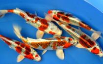 花紋皮光鯉的簡(jiǎn)介-花紋皮光鯉有什么簡(jiǎn)介？