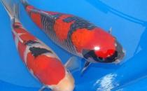 花紋皮光鯉怎么養？花紋皮光鯉的養法