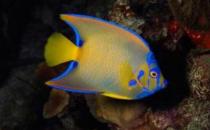 皇后燈怎么養？皇后燈魚的常見病有哪些？