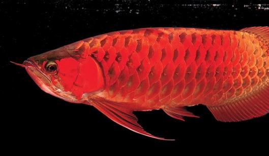 澳洲星點龍魚的簡介-澳洲星點龍魚的產(chǎn)地