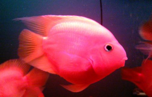 金剛鸚鵡魚怎么養(yǎng)?金剛鸚鵡魚的壽命