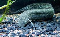 澳洲肺魚怎么養(yǎng)？澳洲肺魚的繁殖方法