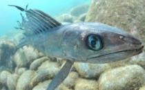 深海龍魚的簡介-深海龍魚吃什么食物？