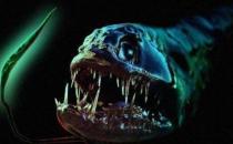 深海龍魚怎么養(yǎng)？深海龍魚的特征