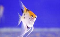 天使魚怎么養？天使魚有什么品種？