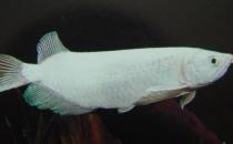 星點(diǎn)龍魚吃什么？星點(diǎn)龍魚怎么養(yǎng)？