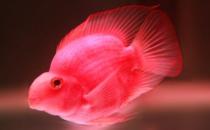 血紅鸚鵡的簡介-血紅鸚鵡的養殖環境