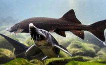 鱘龍魚怎么養？鱘龍魚養殖環境