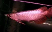 印尼辣椒紅龍魚的簡介-印尼辣椒紅龍魚如何繁殖？