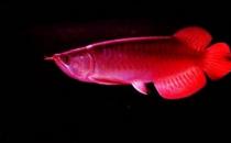 印尼辣椒紅龍魚怎么養？印尼辣椒紅龍魚特征