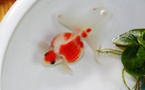 珍珠金魚怎么養？珍珠金魚喂食方法