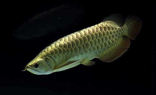 背金龍魚怎么養?背金龍魚的飼養環境