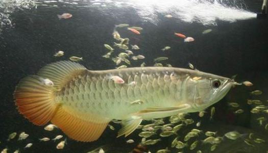 高背寶石龍魚的簡介-高背寶石龍魚的欣賞價值