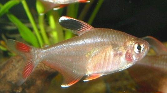 黑裙魚的簡(jiǎn)介-黑裙魚的體型特征