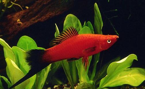紅劍魚的簡介-紅劍魚的特征